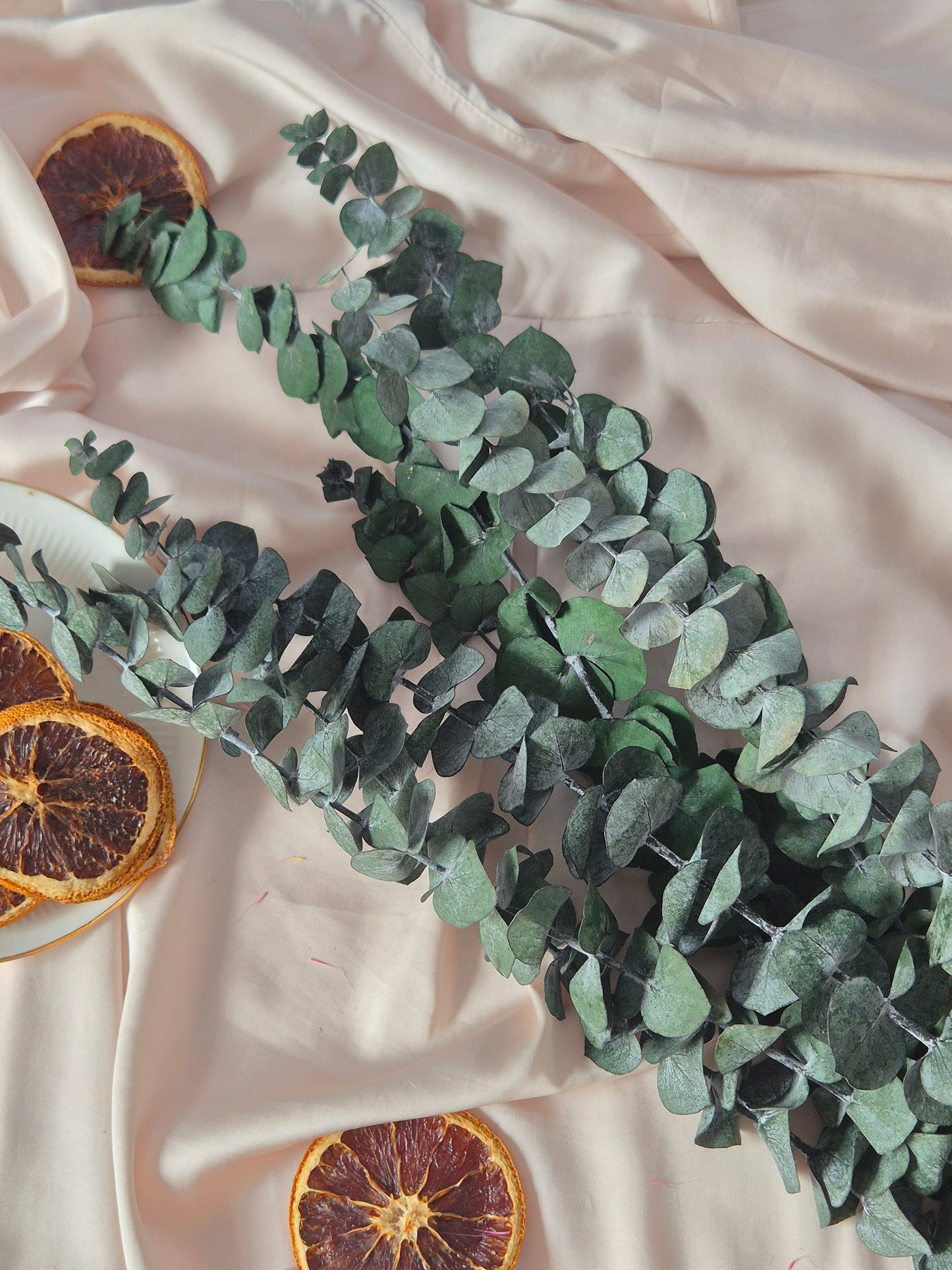 Eucalyptus Stems – Premium Dried Greenery