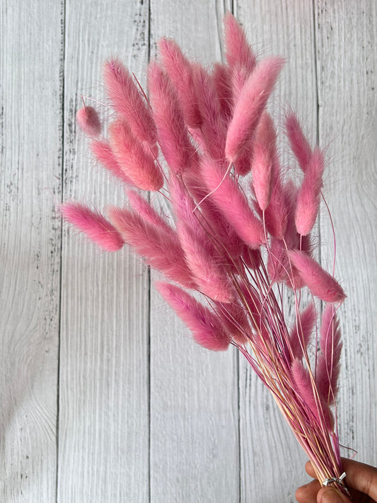 Bunny Tails Preserved Flowers - LILAC (Long Stems)