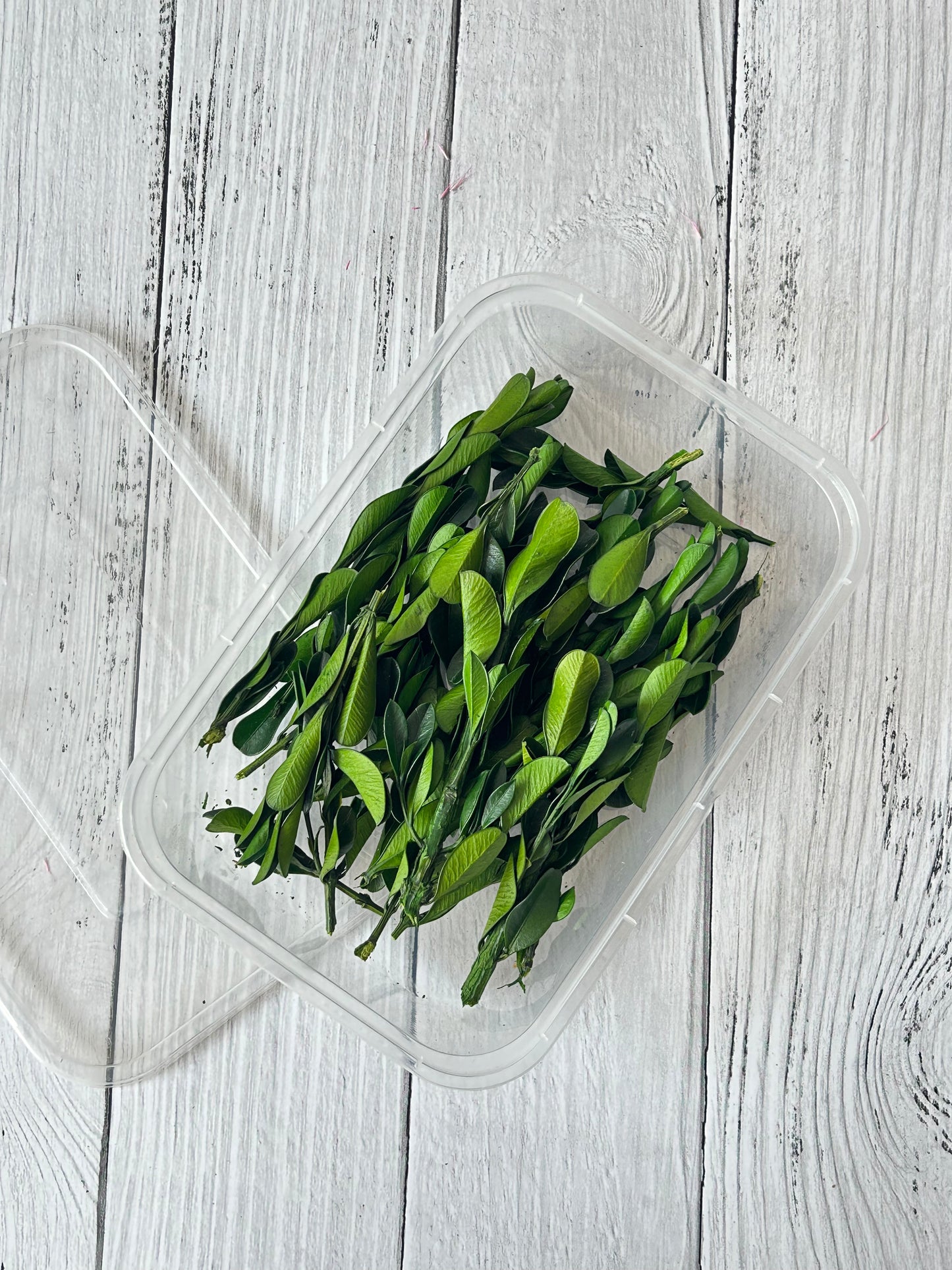 Botanical Bloom - Naturally Dried Leaves for Crafts, Décor & Floral Styling